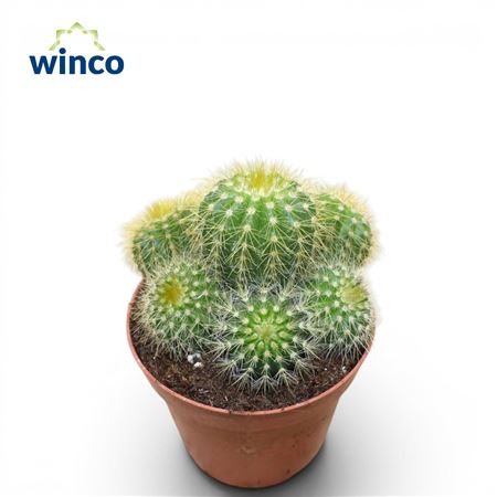Notocactus Magnificus (group)