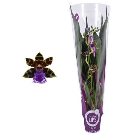 Zygopetalum 2st In Purple Sleeve (morelips)