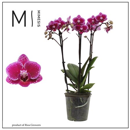 Phal 3st Hornglin 30+ (mimesis)