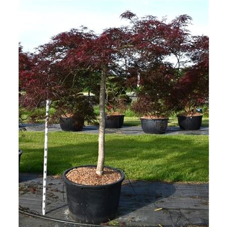 Acer Palm Nigrum