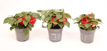 Impatiens Glimmer Double Bright Red