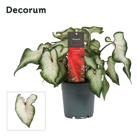 Caladium White Wonder (decorum)