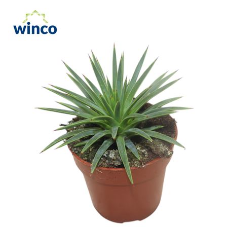 Agave Toumeyana Bella