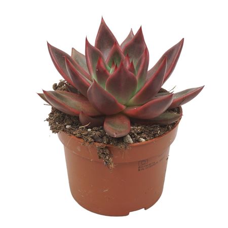 Echeveria Antaris