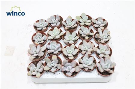 Echeveria Lauii