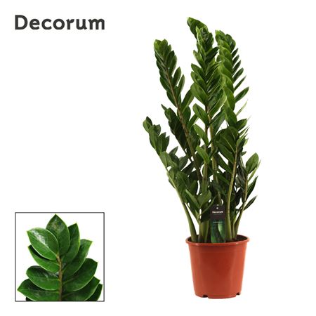 Zamioculcas 8+ (decorum)