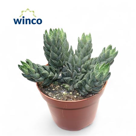 Haworthia Reinwardtii (group) (decorum)