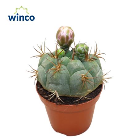 Gymnocalycium Saglyonis (flowering)
