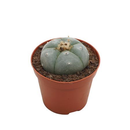 Lophophora Williamsii