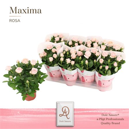 Rosa Infinity Princess (dolc'amore)