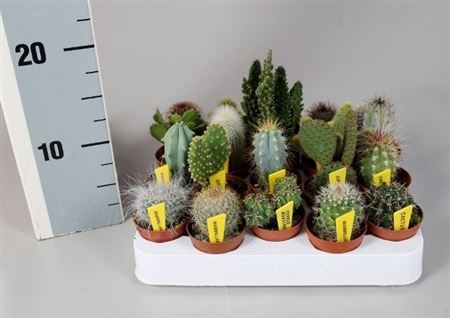Cactus Mix + Name Ticket