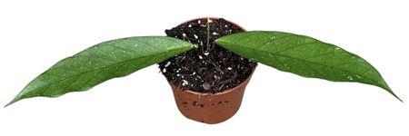 Hoya Dasyanta