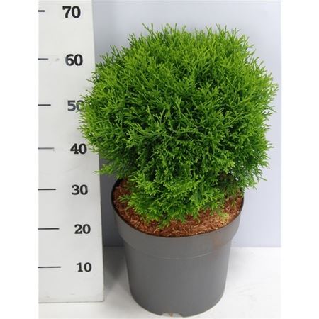 Thuja Occ Little Giant
