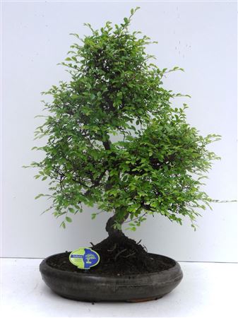 Bonsai Zelkova Parvifolia S-shape Without Drip Tra