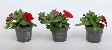 Petunia Tea Red