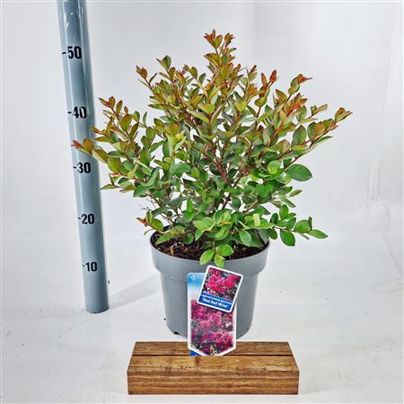 Lagerstroemia Red Red Wine