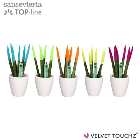 Sansevieria Velvet Touchz® Mix Ibiza