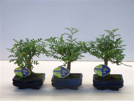 Zanthoxylum Piperitum Broom Without Dip Tra