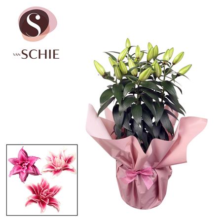 Lilium Or Roselily Pink 5pp Rondella