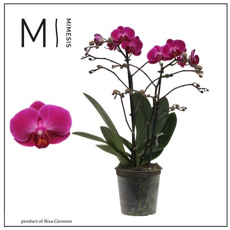 Phal 2st Morelia 22+