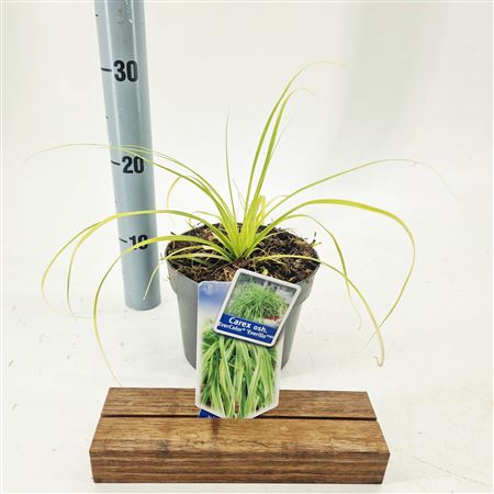 Carex Oshimensis Everillo