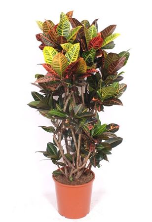 Codiaeum Petra Branched