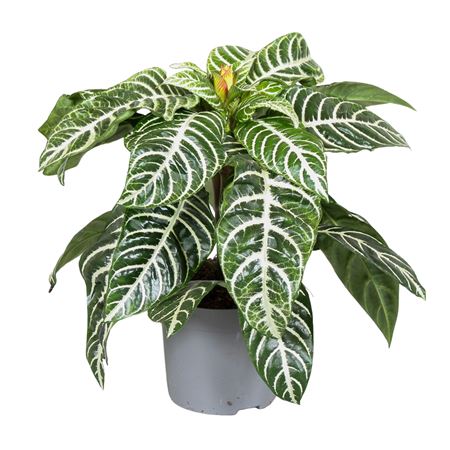 Aphelandra Squarrosa