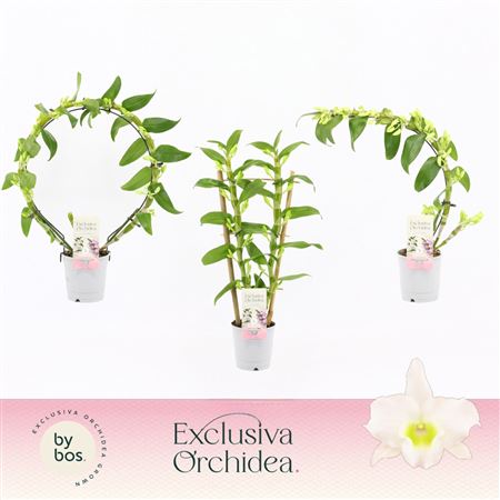 Dendr Nob Apollon Shapes Mix Exclusiva Orchidea