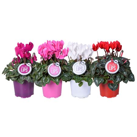 Cyclamen Super Allure Mix (morelips)