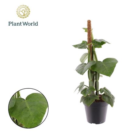 Cissus Quadran Mosspole