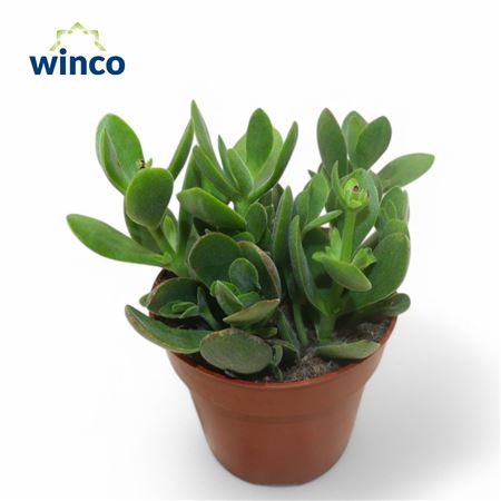 Crassula Rusby