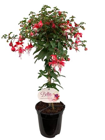 Fuchsia On Stem Britney