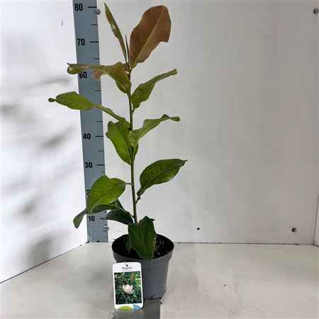 Magnolia Grandiflora