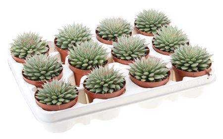 Graptopetalum Filiferum