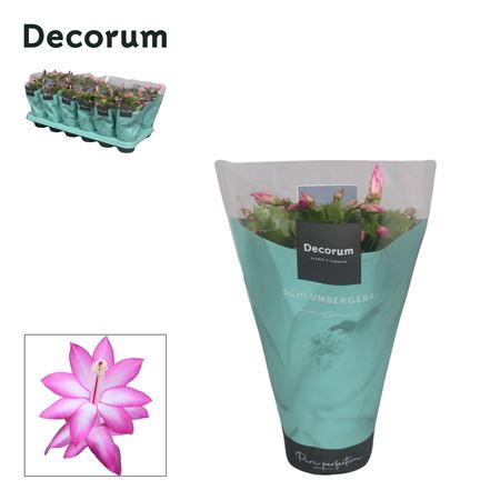 Schlumbergera Purple In Sleeve (decorum)