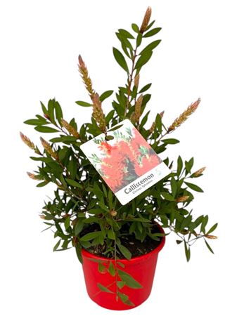 Callistemon Citrinus Splendens