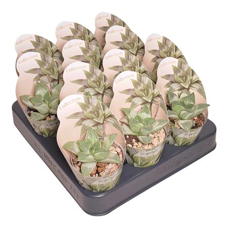 Haworthia Silver Variegata Potcover
