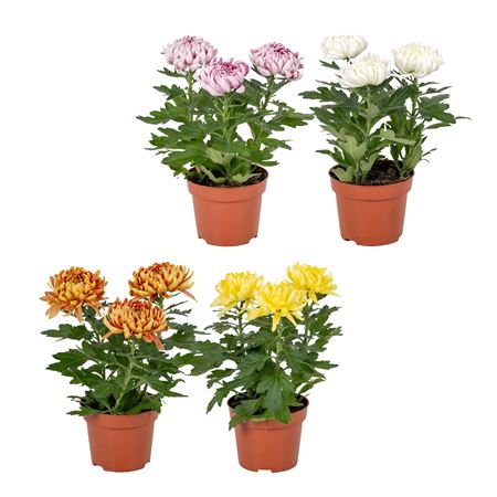 Chrysant Cosmo Compact Mix