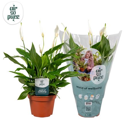 Spath Pearl Cupido 6+ (air So Pure)