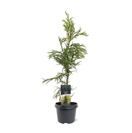 Cryptomeria Jap Rasen