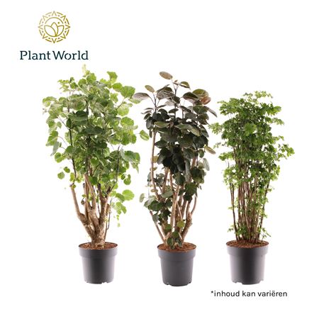 Polyscias Mix 2-3 Sorts (decorum)