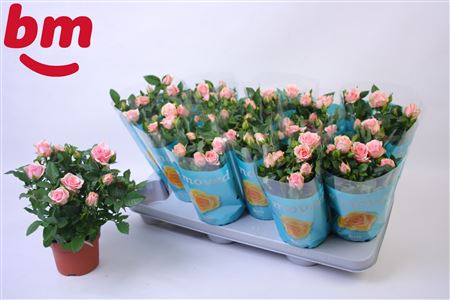 Rosa Baby Jewel (bm)