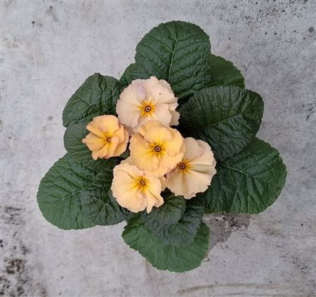 Примула Обсидиан Персик