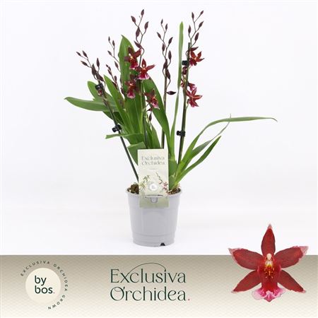 Barrocco Red 5/6st Exclusiva Orchidea