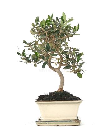 Bonsai Olea Europaea Ball In S With Drip Tr