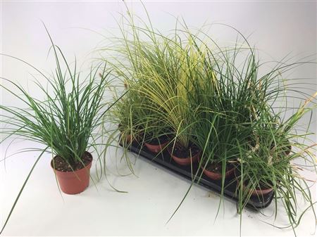 Carex Mix