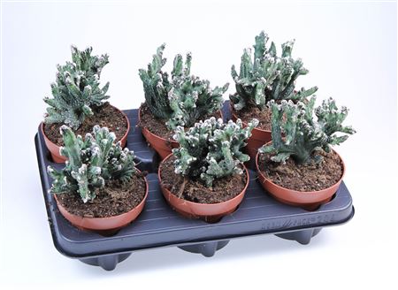 Monvillea Spegazzini Monstrosa