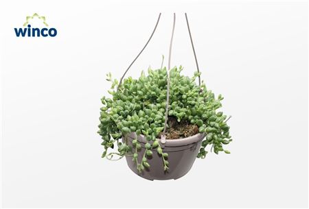 Senecio Herreianus 'string Of Tears' (basket)