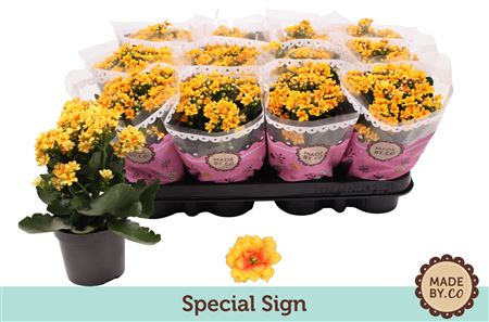 Kal Ros Yellow Special Sign