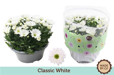 Chrys Classic White In Bowl